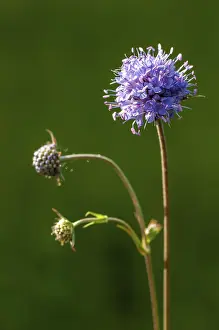 High Resolution Plant Images Stampe: Devil's-bit, Devil's-bit scabious