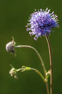 High Resolution Plant Images Stampe: Devil's-bit, Devil's-bit scabious