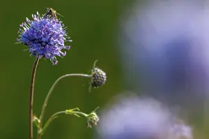 Dipsacaceae Family Stampe: Devil's-bit, Devil's-bit scabious