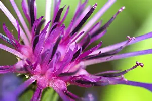 Delicate Spring Flowers Stampe: Detail of a devils claw flower