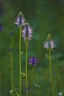 Medicinal Plants Europe Stampe: Devil's claw, May, Germany
Devil's claw