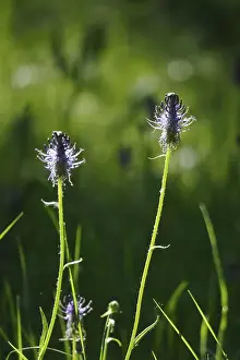 Medicinal Plants Europe Stampe: Devil's claw, May, Germany
Devil's claw