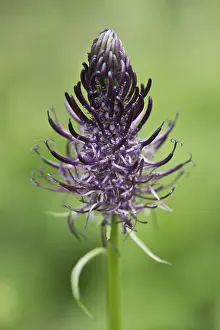Emsland Deserted Landscape Stampe: Devil's claw (Phyteuma nigrum)