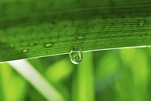 Leaf Detail View Stampe: Dew drop on a leaf
