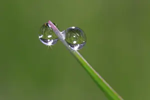 Dew Drop Detail Stampe: Dew drops