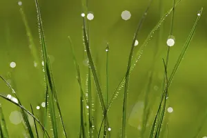 Nature Detail View Stampe: Dew drops