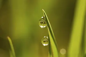 Close Up Nature Stampe: Dew drops