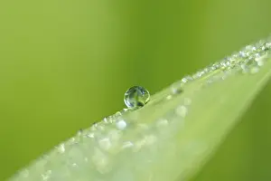 Close Up Dew Drops Stampe: Dew drops