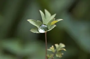 Close Up Leaf Stampe: Dewdrops on a leaf