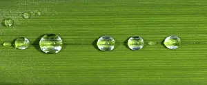 Large Emerald Green Leaves Stampe: Dewdrops on leaf