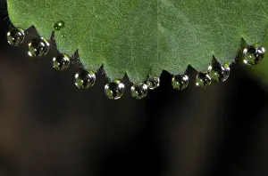 Macro Leaf Photography Stampe: Dewdrops on leaf
