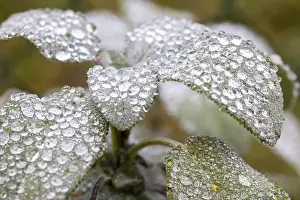 Dew Drop On Leaf Stampe: Dewdrops on sage leaf