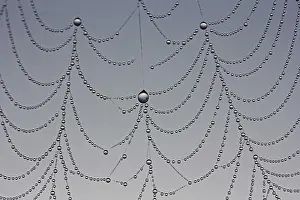 Nature Macro Photography Stampe: Dewdrops on a spider web, macro