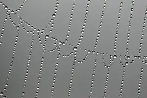 Daytime Outdoor Shots Stampe: Dewdrops on a spider web, macro