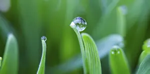 Water Drop On Plant Stampe: Dewdrops on the tips of a leaf of grass