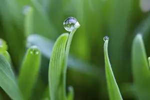 Morning Dew On Grass Stampe: Dewdrops on the tips of a leaf of grass