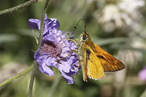Pterygote Insect In Nature Stampe: Dickkopfffalter