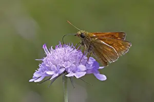 Deserted Wildflower Stampe: Dickkopfffalter