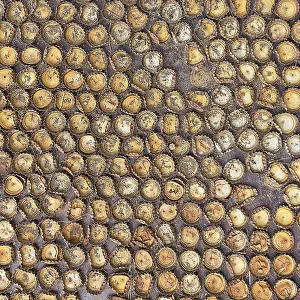 Iceland Photography Stampe: Many different crown caps in rows