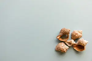 Bivalve Shells Stampe: Different shells isolated on a blue background