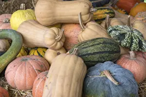 Pumpkin Nutrition Facts Stampe: Different types of pumpkins on straw