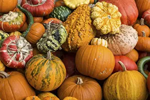 Diverse Pumpkin Types Stampe: Different varieties of pumpkins