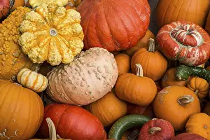 Pumpkin Varieties Stampe: Different varieties of pumpkins