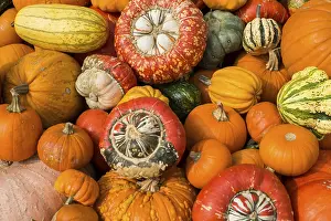 Pumpkin Varieties Stampe: Different varieties of pumpkins