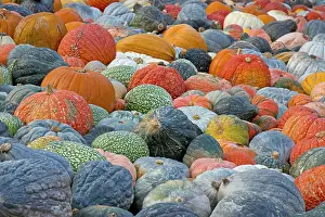 German Pumpkins Stampe: Different varieties of pumpkins