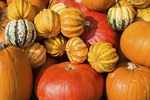 Pumpkin Varieties Stampe: Different varieties of pumpkins