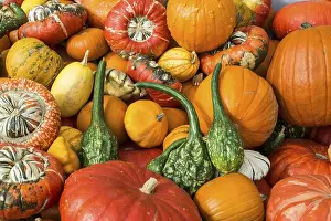 Pumpkin Varieties Stampe: Different varieties of pumpkins