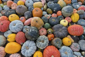German Pumpkins Stampe: Different varieties of pumpkins