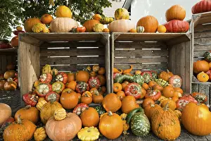 Southern German Pumpkins Stampe: Different varieties of pumpkins