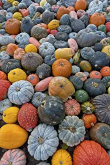 German Pumpkins Stampe: Different varieties of pumpkins