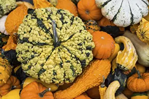Pumpkin Varieties Stampe: Different varieties of pumpkins