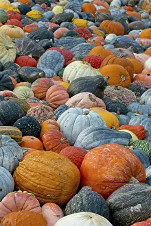 Deserted Vegetable Garden Stampe: Different varieties of pumpkins