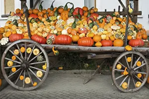 Pumpkin Varieties Stampe: Different varieties of pumpkins
