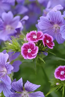 Garden Landscaping Ideas Stampe: Differently colored blooms in the flower patch