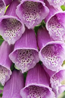 Open Air Nature Stampe: Digitalis