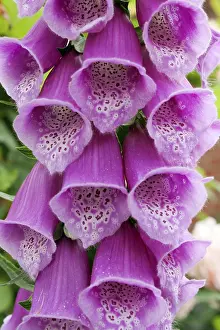 Open Air Nature Scene Stampe: Digitalis