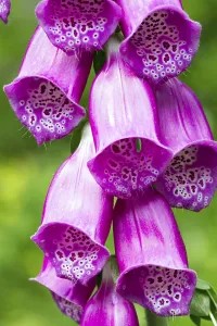 Foxglove Plant Stampe: Digitalis