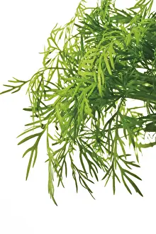 Dill Herb Photography Stampe: Dill