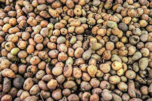 Abandoned Farming Land Stampe: Dirty Potatoes Background