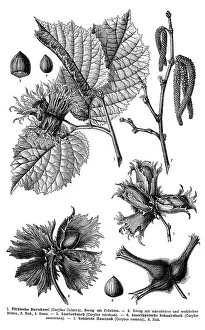 Historic Flora Images Stampe: Display chart, Common Hazel, illustration