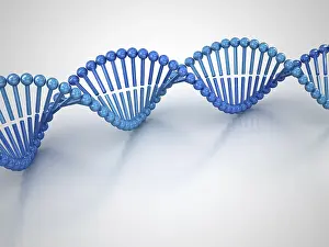 IL DNA Stampe: Struttura Molecolare del DNA