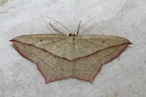 Geometer Moth Stampe: Dock moth