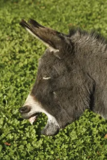 Donkey Portrait Stampe: Donkey