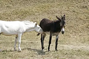 Mammalian Animals Stampe: Donkey