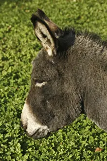 Donkey Portrait Stampe: Donkey