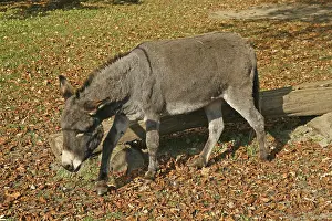 Domestic Donkey Stampe: Donkey
